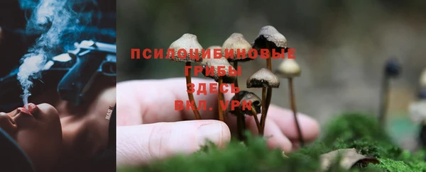 прущие грибы Магас